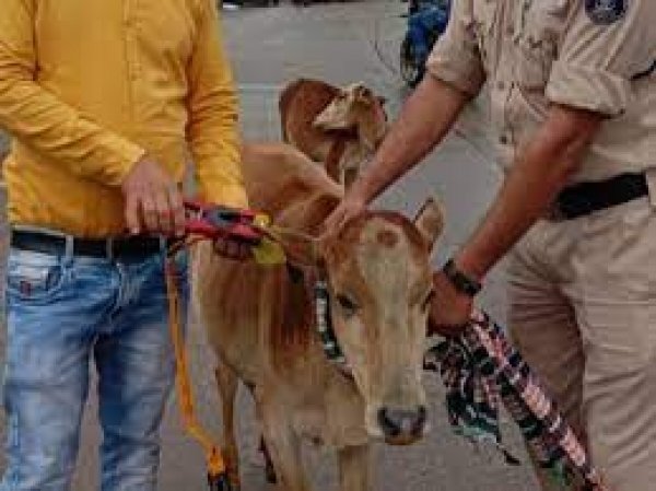 आवारा एवं घुमंतु पशुओं को रेडियम बेल्ट लगाएं एवं टैगिंग करें - कलेक्टर