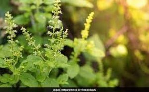 इन 3 पौधों को तुलसी के साथ लगाने से बदलती है किस्मत, घर से निगेटिव एनर्जी रहेगी दूर