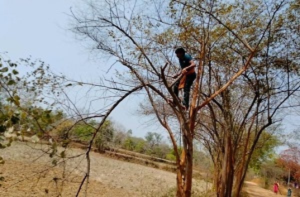 राज्य सरकार की प्रोत्साहन योजना से प्रदेश में लाख की खेती के प्रति बढ़ा किसानों का रूझान