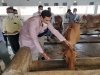 विधायक और  छत्तीसगढ़ कामधेनु विश्वविद्यालय कार्यपरिषद के सदस्य यादव ने किया कामधेनु विश्वविद्यालय का भ्रमण