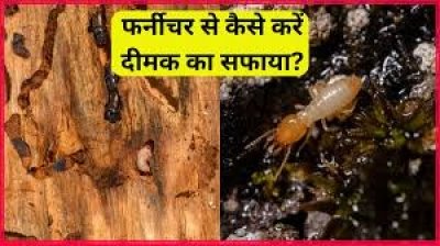 महंगा फर्नीचर खाने लगे हैं दीमक, तो यहां जानिए किस तरह इन Termites से मिलेगा छुटकारा