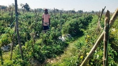 सफलता की कहानी : राष्ट्रीय कृषि विकास योजना से फायदा , ग्राफ्टेड टमाटर की खेती से दुबेलाल का बढ़ा मुनाफा