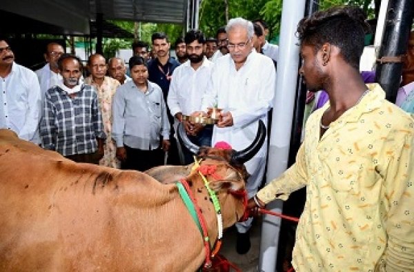 गोधन न्याय योजना में 144 करोड़ की गोबर खरीदी पर महिला समूह और किसानों ने मुख्यमंत्री को 'गाय-बछड़ा' आशीर्वाद स्वरूप भेंट किया